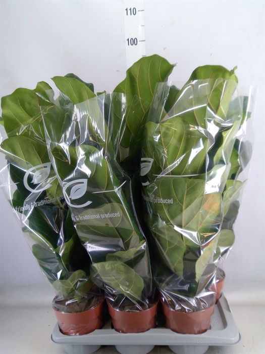 <h4>Ficus lyrata</h4>