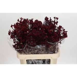 Anigozanthos Early Spring