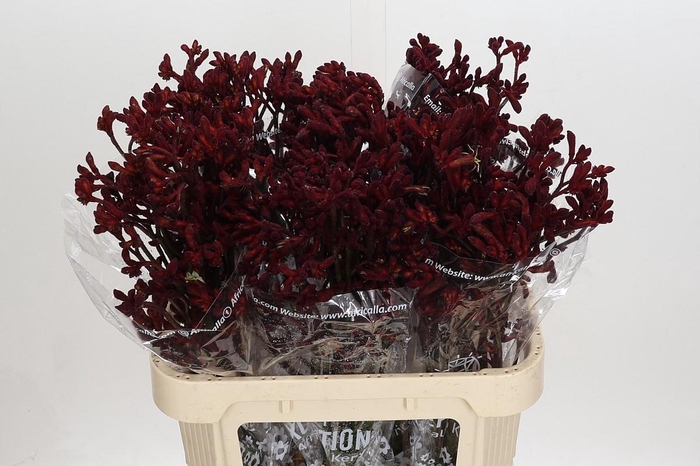 <h4>Anigozanthos Early Spring</h4>