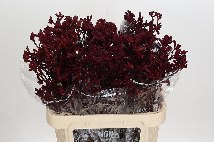 Anigozanthos Early Spring