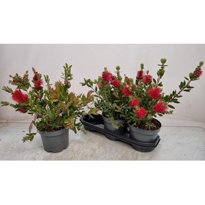 CALLISTEMON CITRINUS