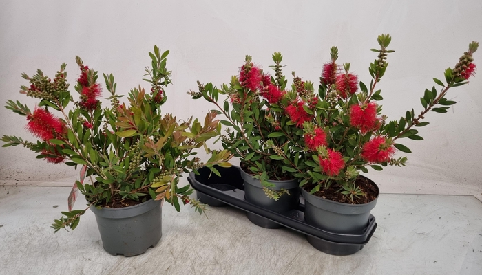 <h4>CALLISTEMON CITRINUS</h4>