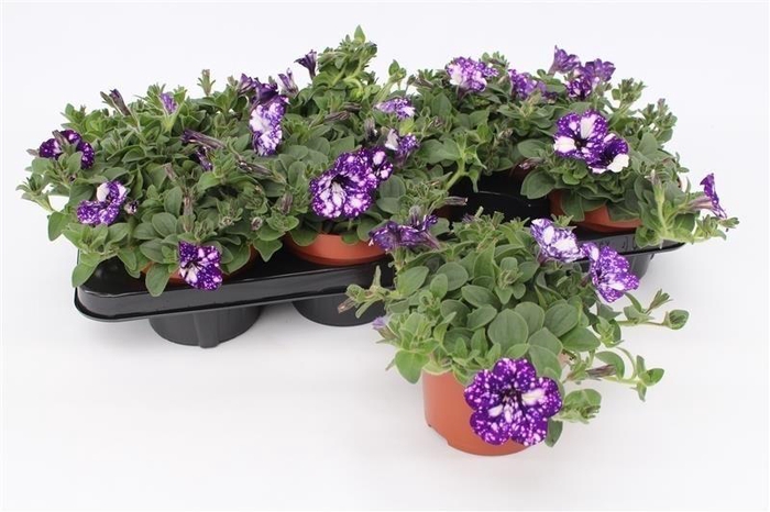 <h4>Petunia Night Sky 13cm</h4>