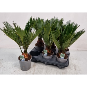 CYCAS REVOLUTA