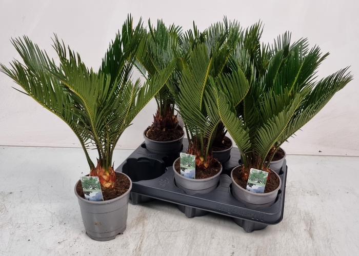 <h4>CYCAS REVOLUTA</h4>