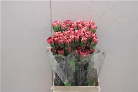 <h4>Di St Doretea</h4>