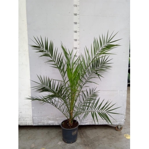 Phoenix canariensis