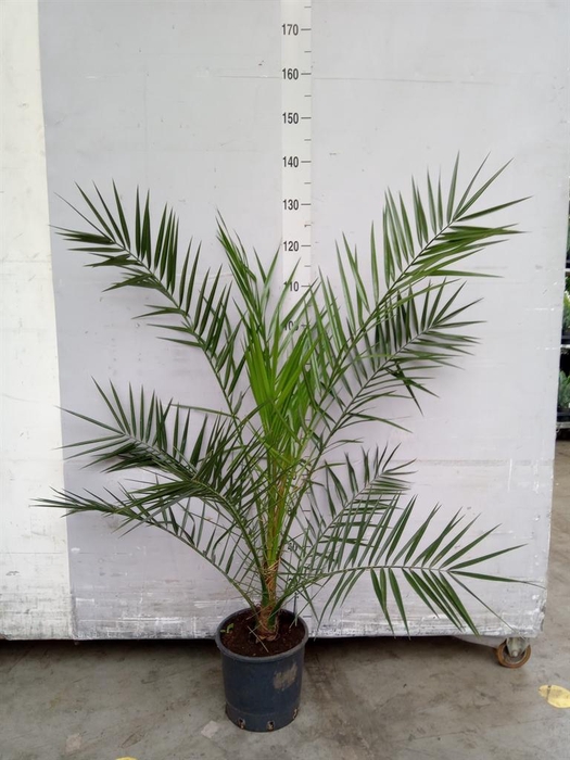 <h4>Phoenix canariensis</h4>