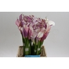 Zantedeschia Eydolls Purple White