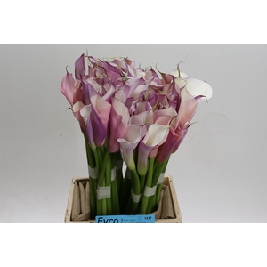 Zantedeschia Eydolls Purple White