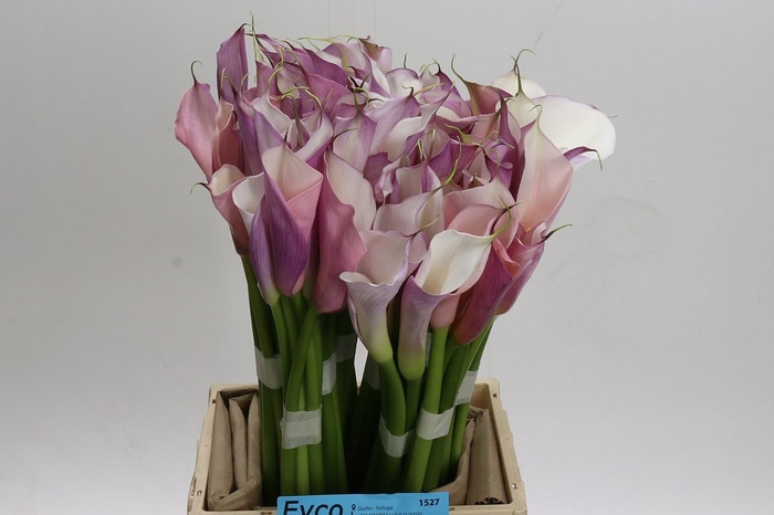 <h4>Zantedeschia Eydolls Purple White</h4>