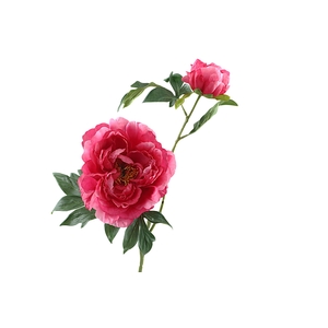 Paeonia Bud Beauty