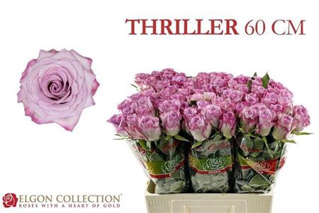 <h4>Rosa grootbloemig Thriller</h4>