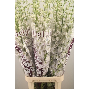 Delph El Dewi White Smile