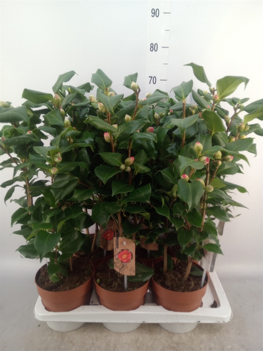 <h4>Camellia japonica 'Dr King'</h4>