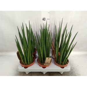 Sansevieria bacularis