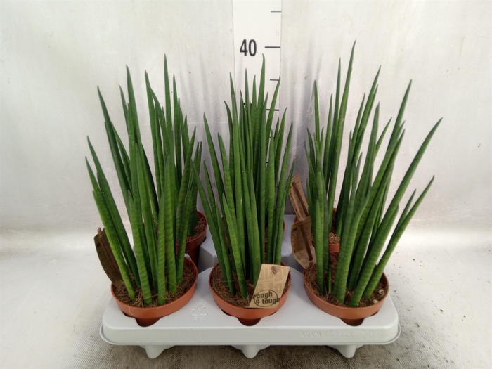 Sansevieria bacularis