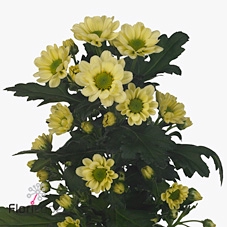 Chrys sa rossi cream