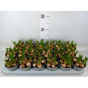 Muscari  'Magic White'