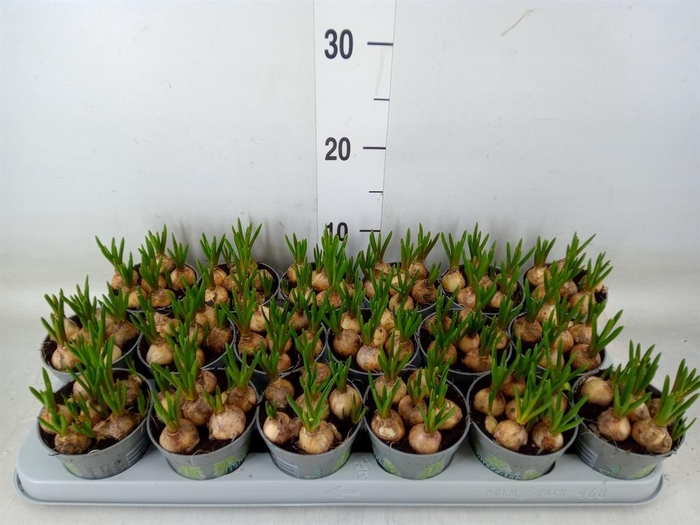 <h4>Muscari  'Magic White'</h4>