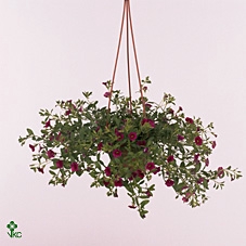 Calibrachoa  'Minifam Dk Red'