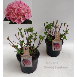 Hydrangea Hovaria Sweet Fantasy Garden 19cm