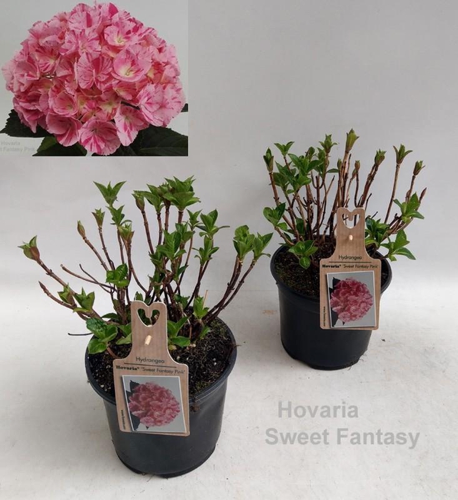 <h4>Hydrangea Hovaria Sweet Fantasy Garden 19cm</h4>