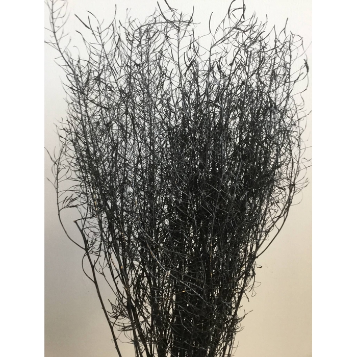 <h4>DRIED FLOWERS - GYPSUM STONE WASHED BLACK</h4>