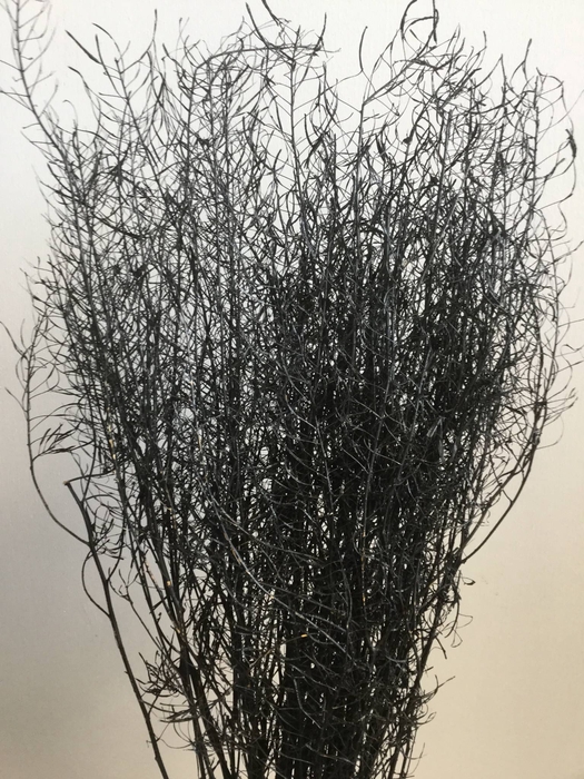 DRIED FLOWERS - GYPSUM STONE WASHED BLACK