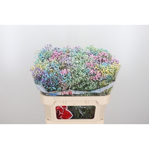 Gypsophila Rainbow