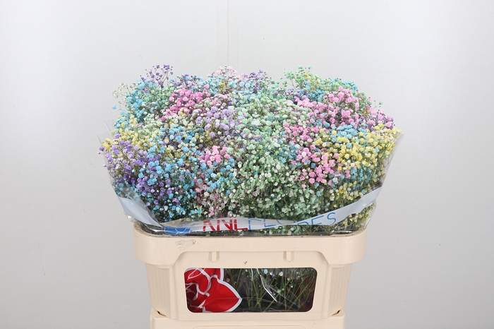 <h4>Gypsophila Rainbow</h4>