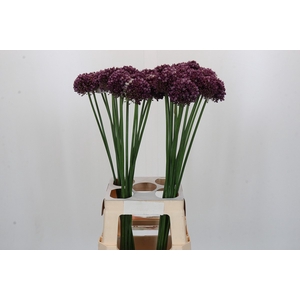 Allium Purple Mystery