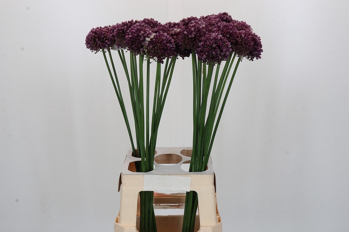 <h4>Allium Purple Mystery</h4>