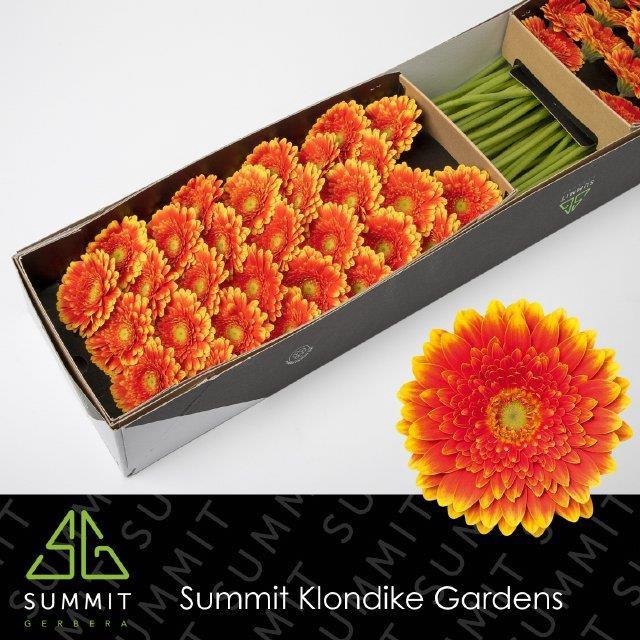 <h4>GE MI FRANKY</h4>