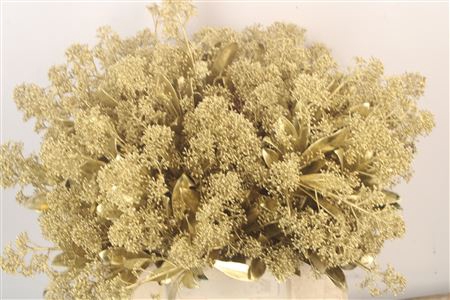 <h4>Skim Ov Bs Klb Gold</h4>