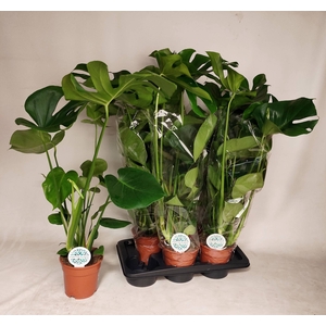 MONSTERA DELICIOSA