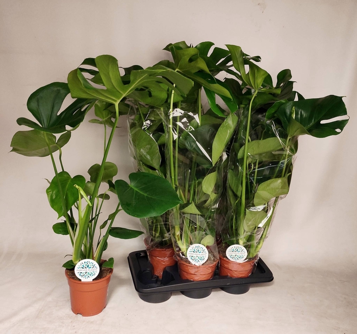 <h4>MONSTERA DELICIOSA</h4>
