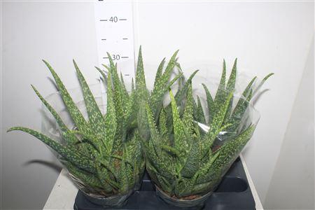 <h4>Aloe Vera</h4>