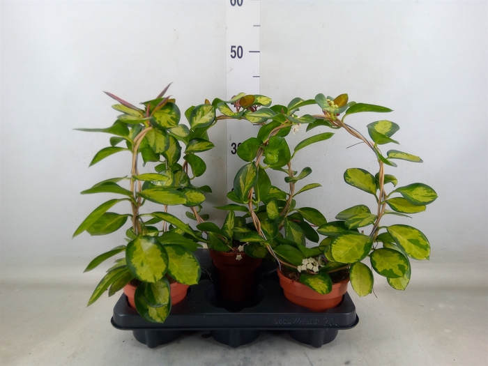 <h4>Hoya australis 'Lisa'</h4>