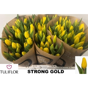 TU EN STRONG GOLD
