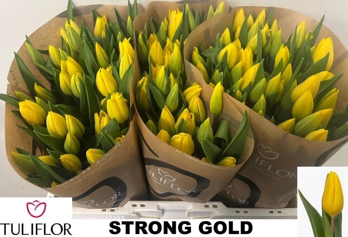 <h4>TU EN STRONG GOLD</h4>