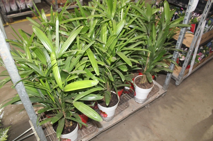 <h4>PALMEIRA RAPHIS P17</h4>