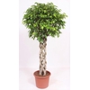 Ficus Exotica