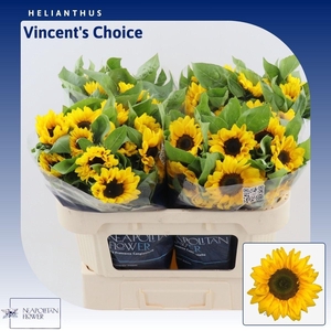 Helianthus Vincent's Choice