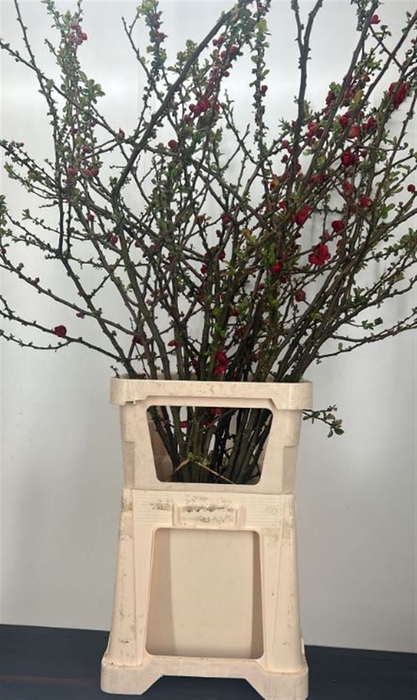 <h4>Chaenomeles Rood</h4>