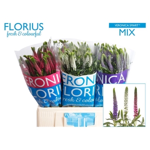 Veronica Smart Mix Bucket Florius