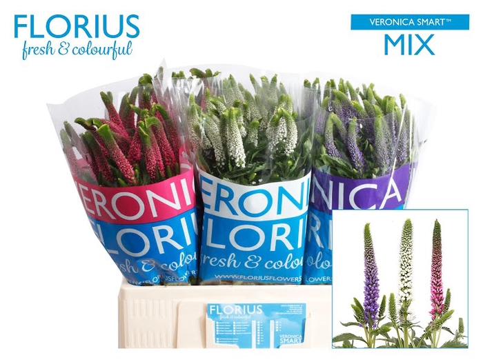 <h4>Veronica Smart Mix Bucket Florius</h4>