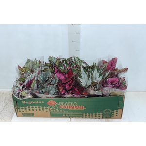 BEGONIA BELEAF P11 PO