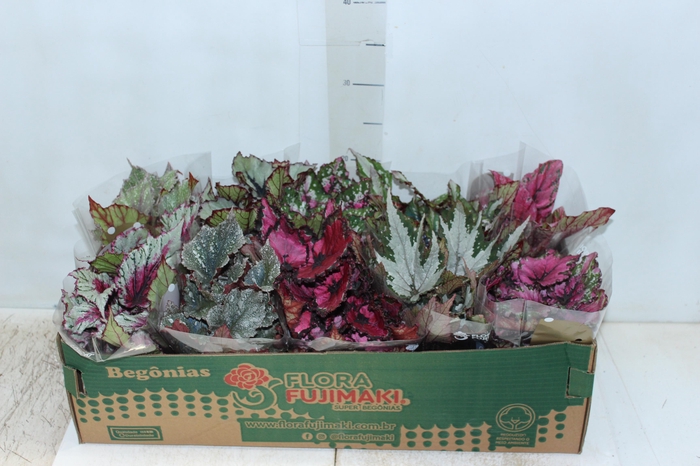 <h4>BEGONIA BELEAF P11 PO</h4>