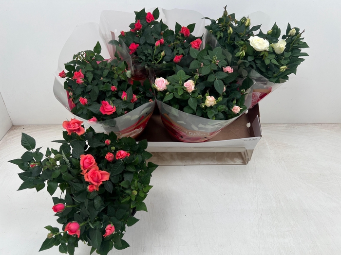 <h4>RO FAV RO GEM 3 SRT</h4>